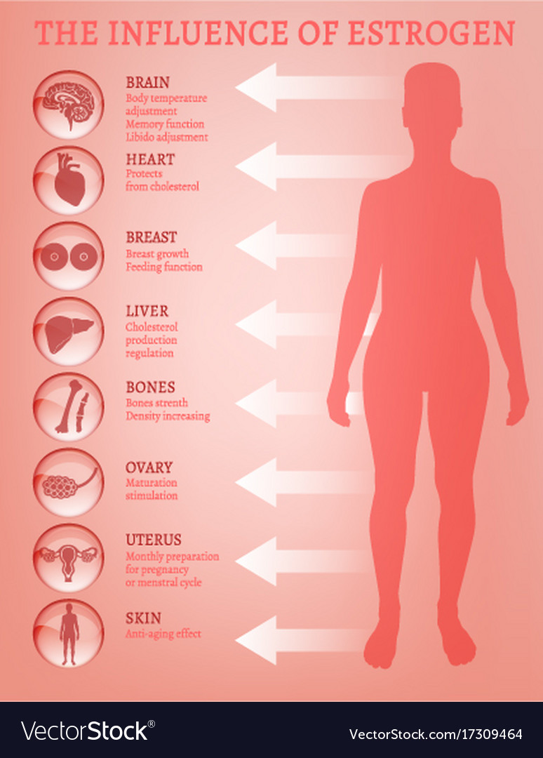 Estrogen effects infographic Royalty Free Vector Image