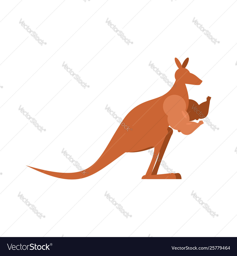 Kangaroo stark australisch bheavyweight australisch