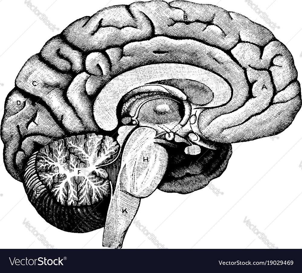 Left half of the brain vintage