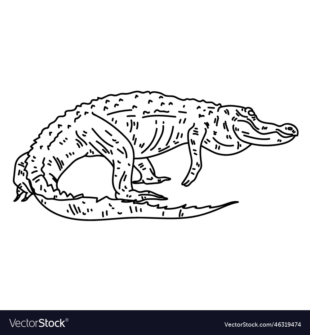 Alligator walking line Royalty Free Vector Image