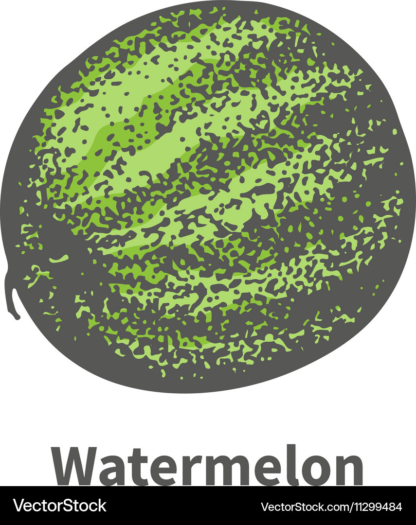 Single ripe juicy green watermelon Royalty Free Vector Image
