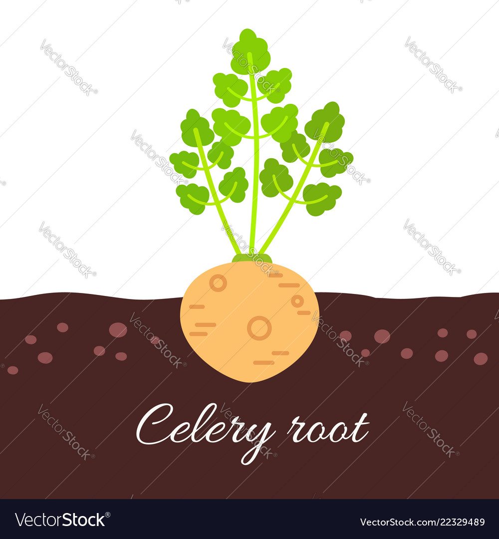 Celery root icon with title Vector Image Celery root icon with title