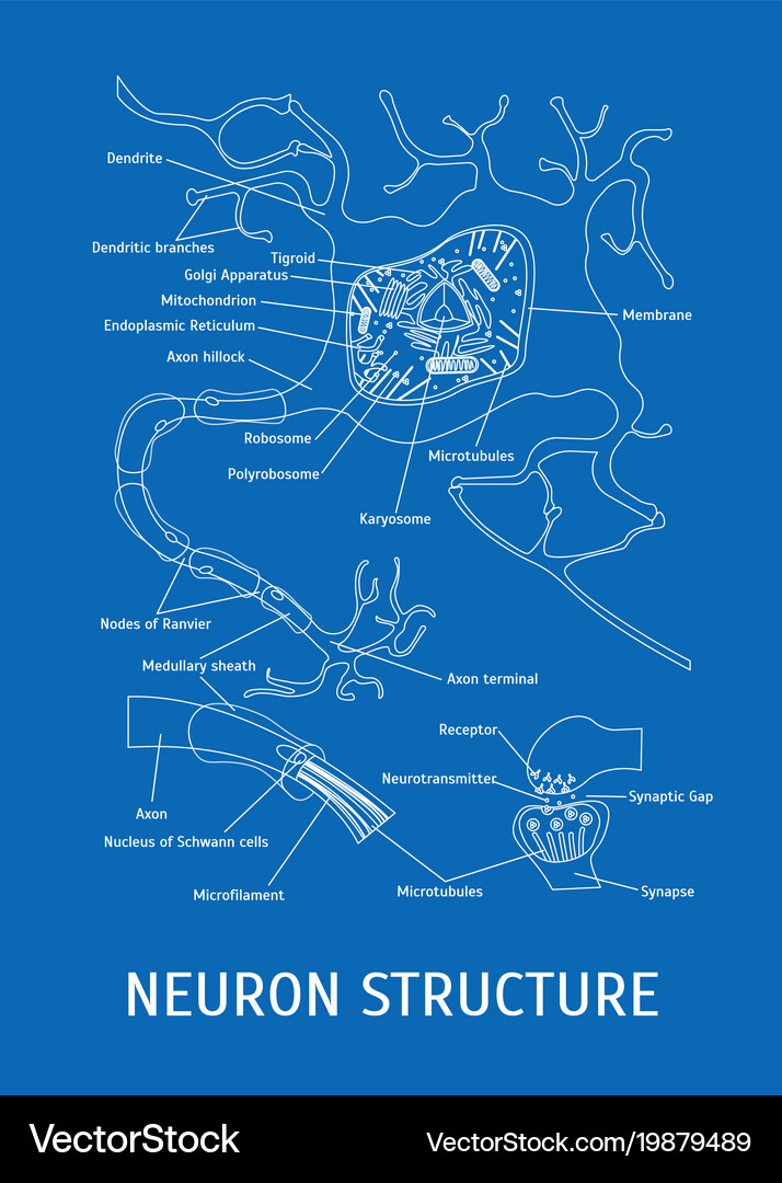 Neuron Anatomy Diagram Royalty Free Vector Image