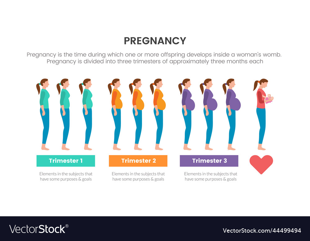 Pregnancy infographic concept for slide