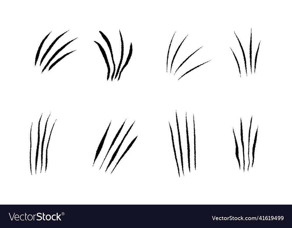 Animal scratches set Royalty Free Vector Image