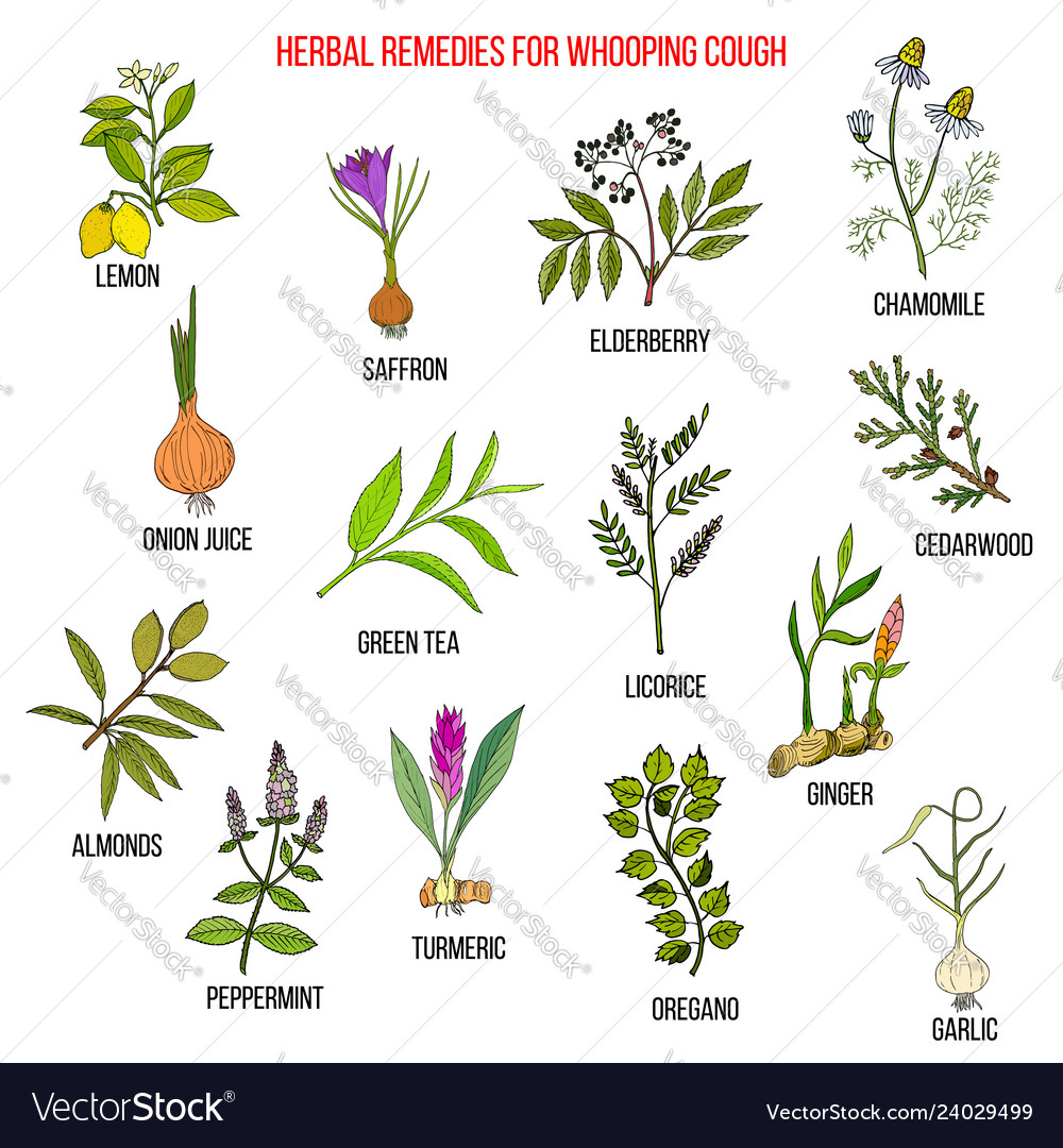 Herbal therapy for whooping couch Royalty Free Vector Image