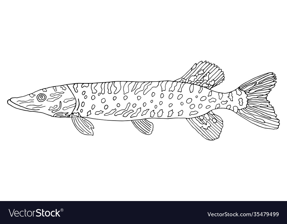 Pike fish hand drawn isolated on white background