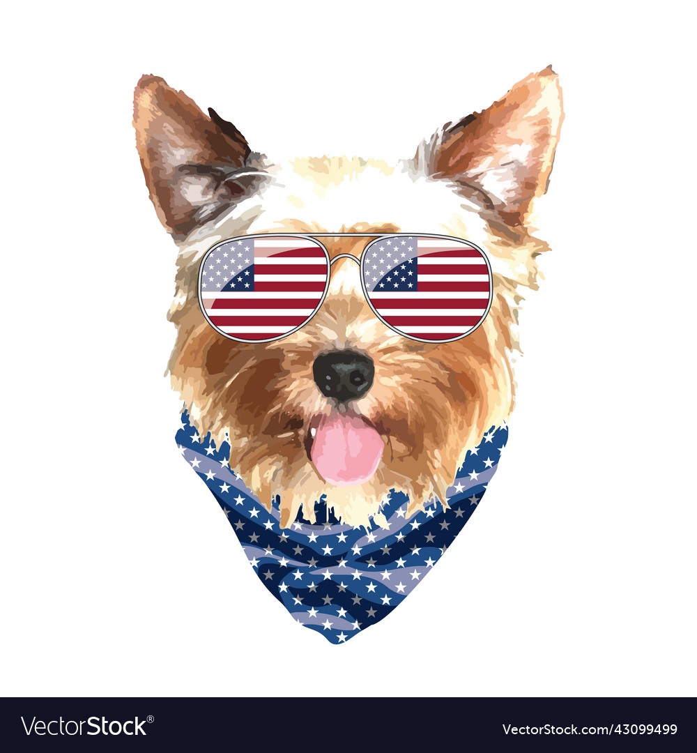 Yorkshire terrier portrait cute cool dog in usa