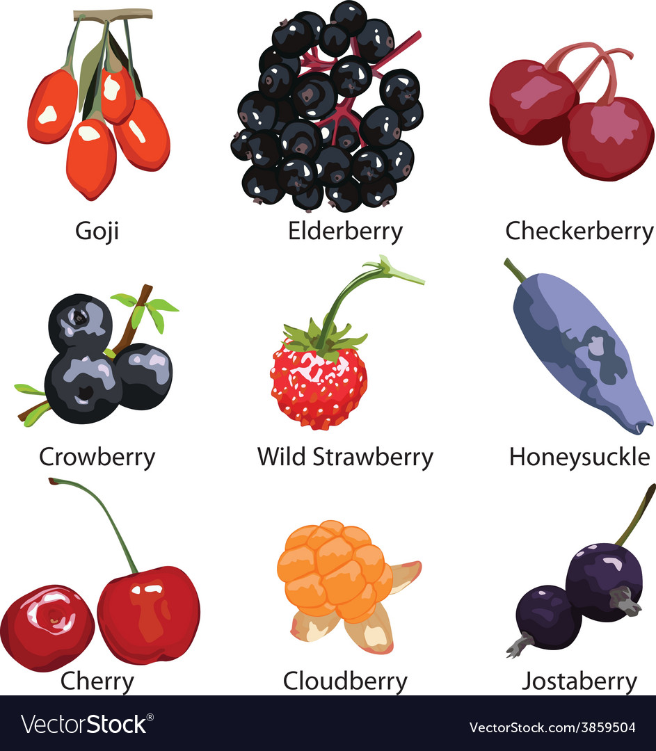 Set different berries on a white background Vector Image