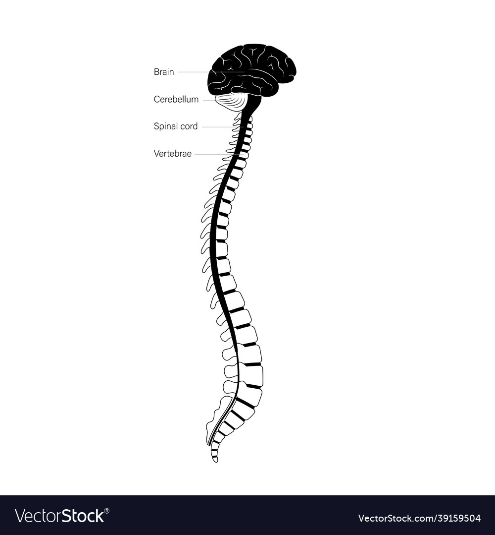 Spinal cord anatomy Royalty Free Vector Image - VectorStock