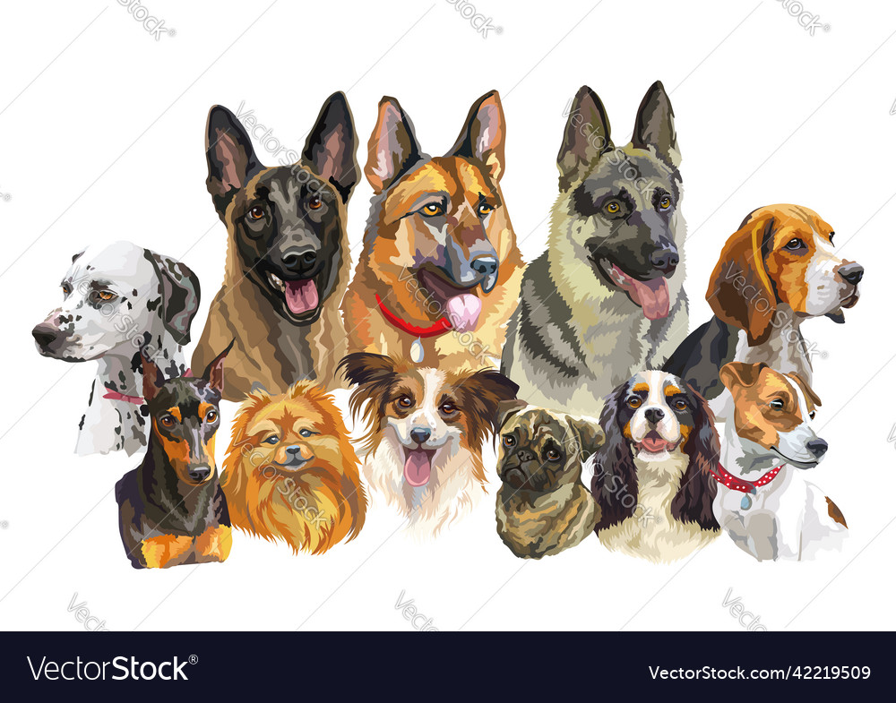 Realistic dogs of different breeds isolated