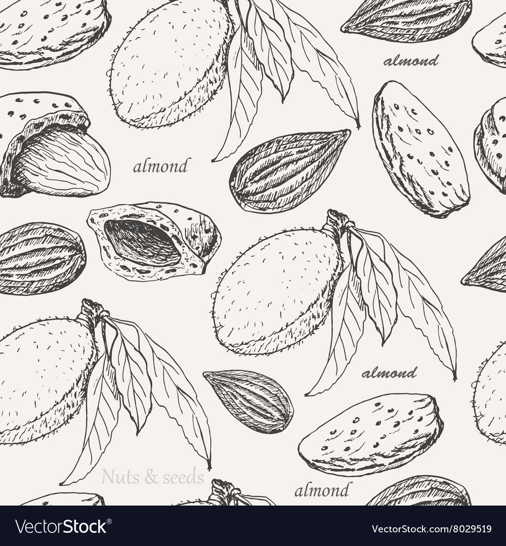 Seamless pattern with almonds on white background