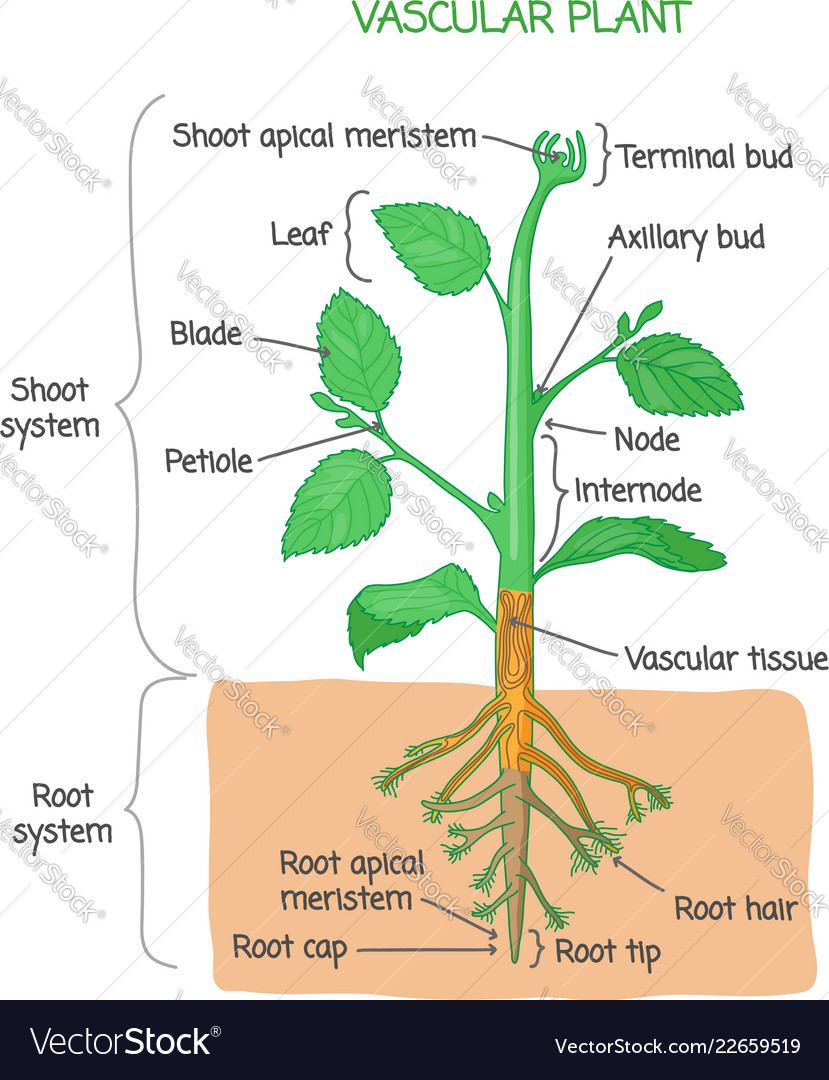 plant vascular system diagram