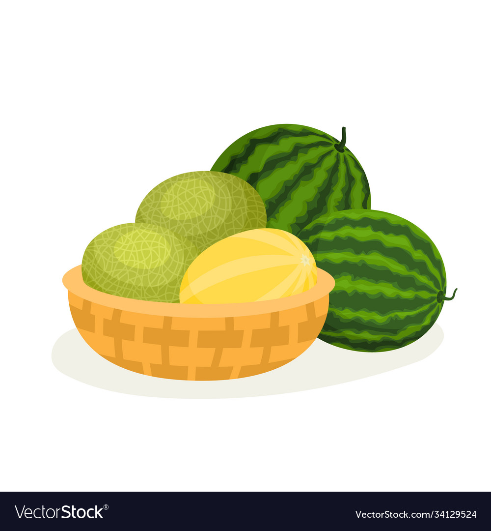 Cartoon melons in basket and watermelons isolated Vector Image Cartoon melons in basket and watermelons isolated Vector Image