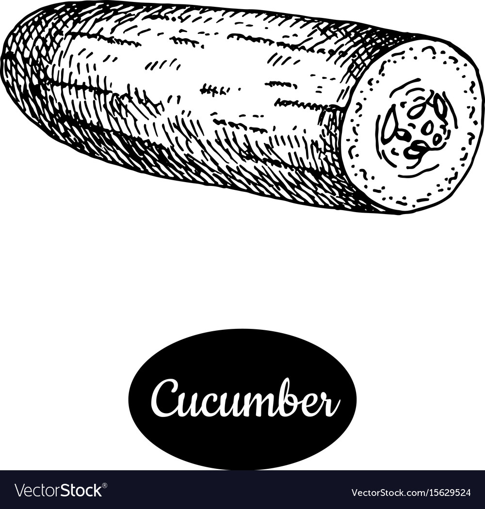 Hand drawn sketch style cucumber