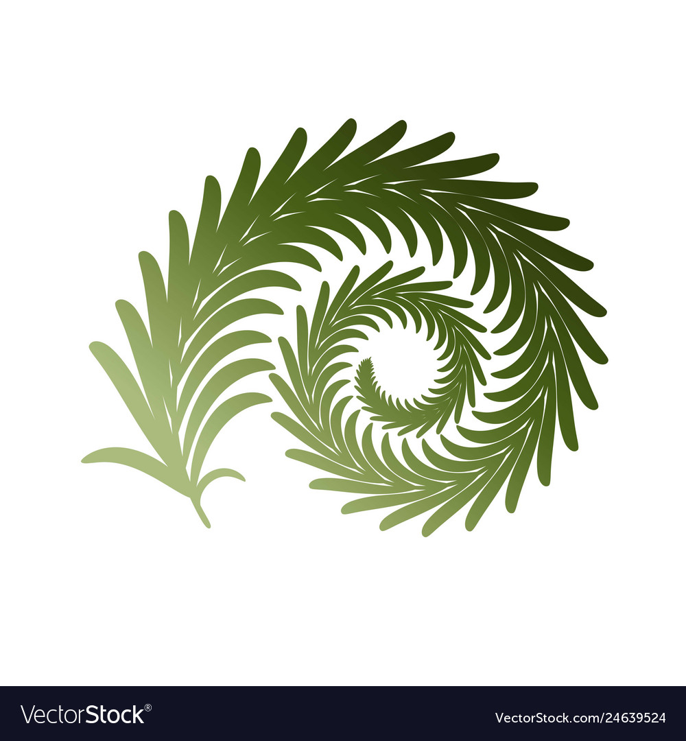 Twig fern curl image isolated on white