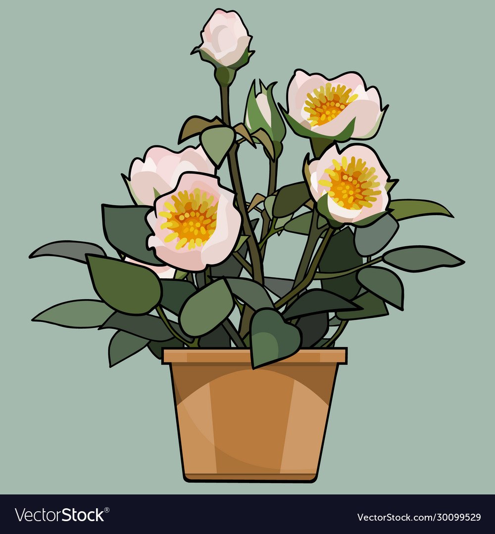 Cartoon home plant hybrid roses in flower pots