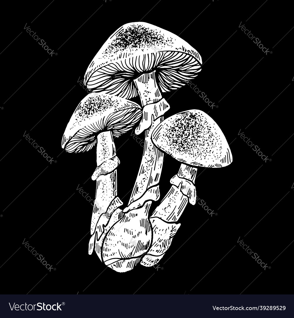 Hand drawn of mushroom creative sketched Vector Image Hand drawn of mushroom creative sketched