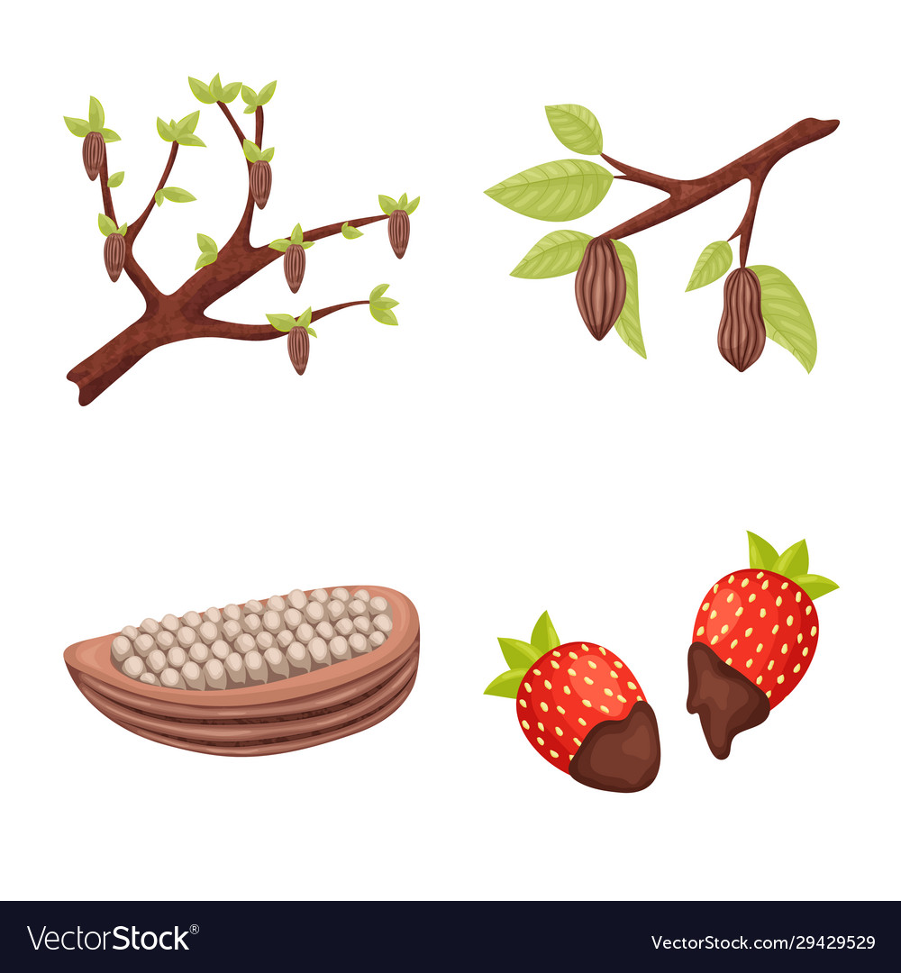 Isolated object cocoa and beans symbol set