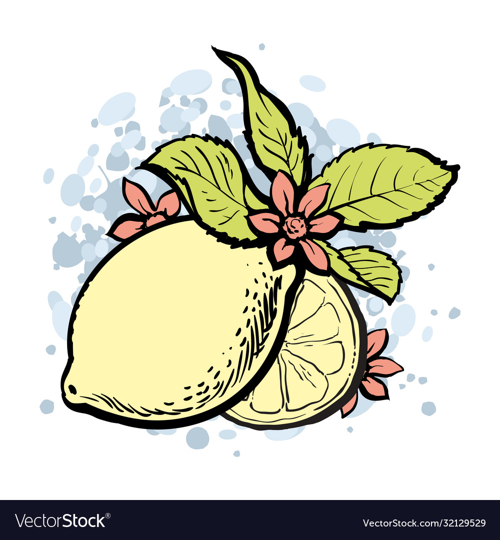 Sketch lemon slice yellow icon citrus