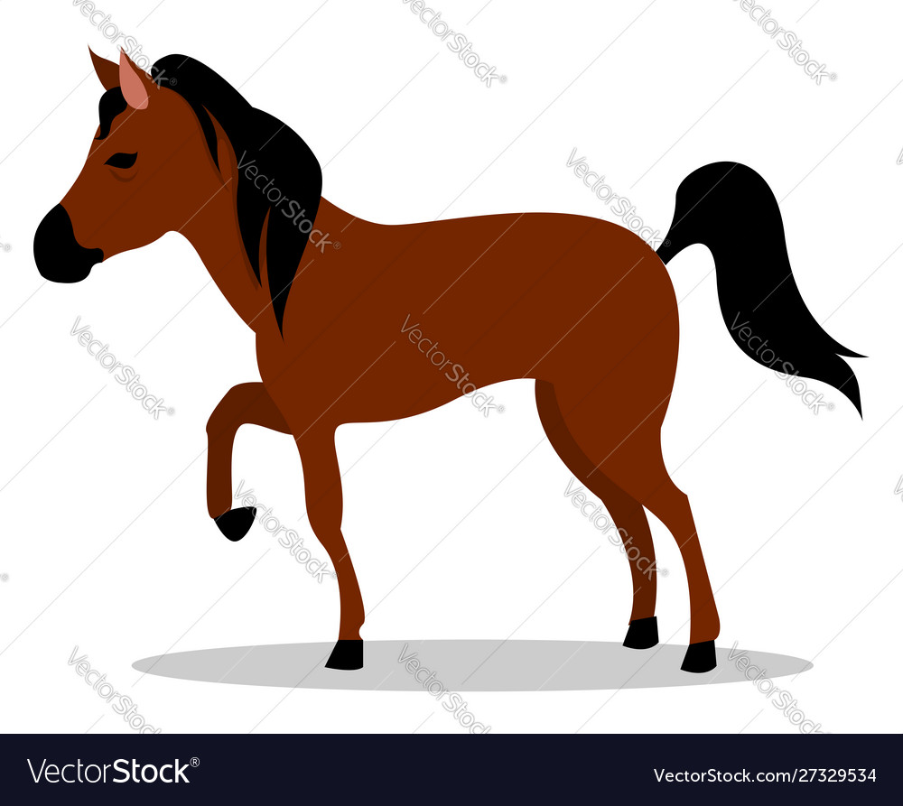 Brown horse on white background