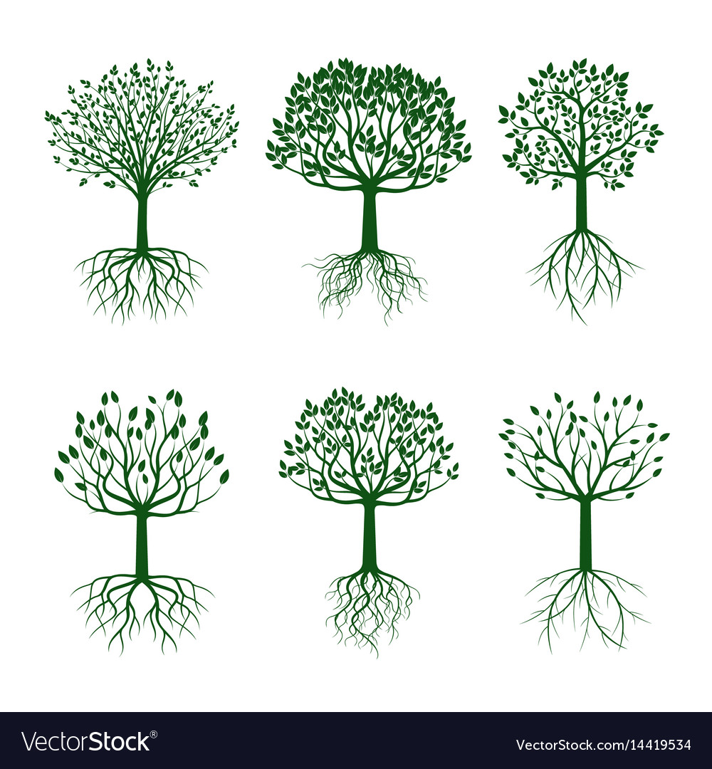 Set Green Trees With Roots Royalty Free Vector Image