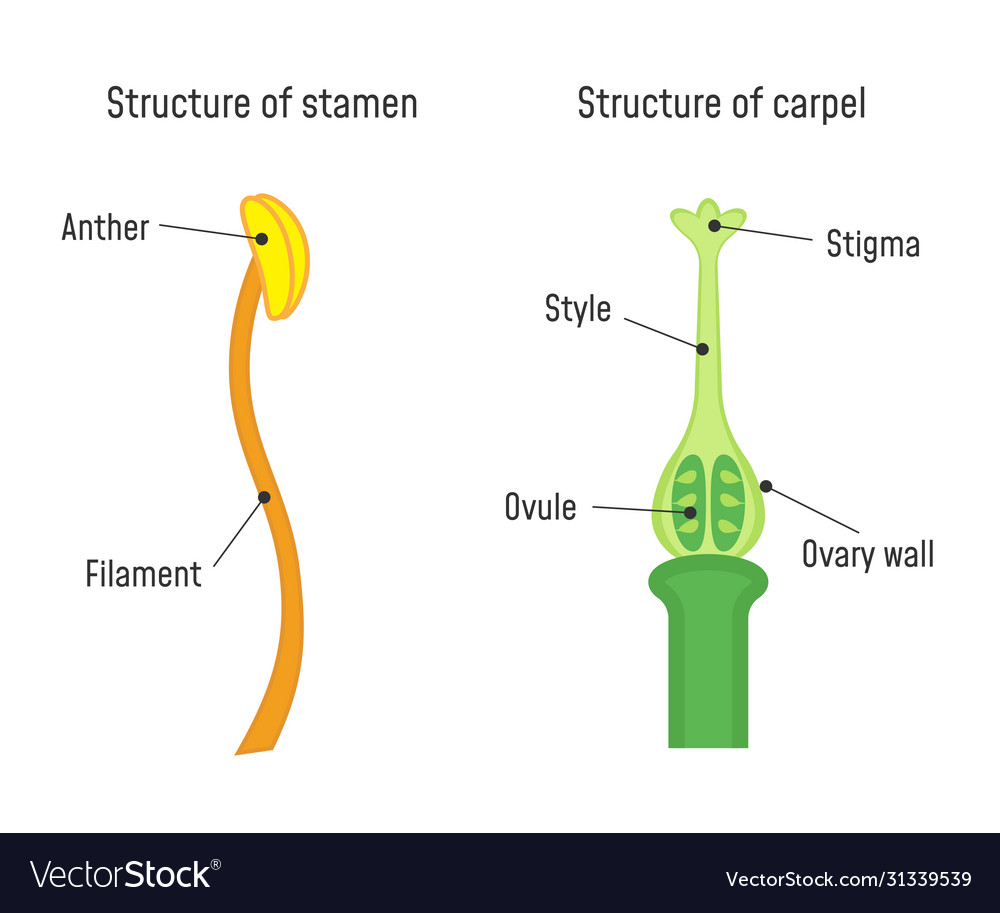 structure-stamen-and-carpel-flower-part-royalty-free-vector