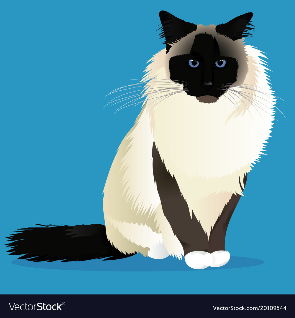 Birman cat breed Royalty Free Vector Image - VectorStock