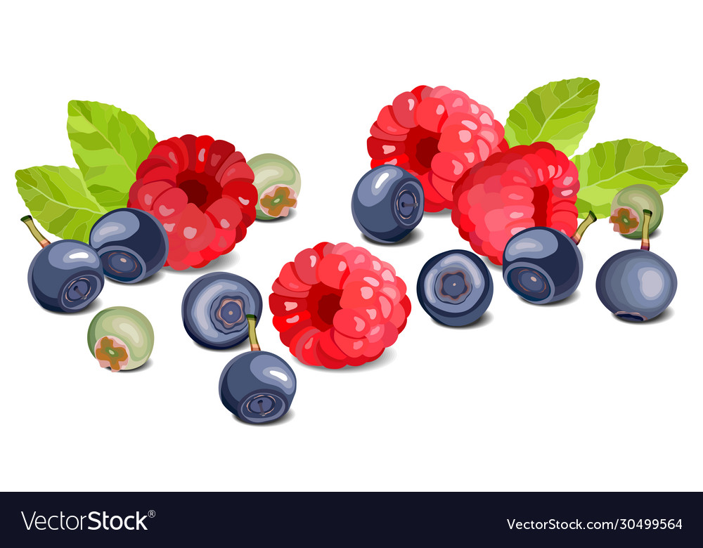 Blueberry and raspberry on a white background vector image Blueberry and raspberry on a white background