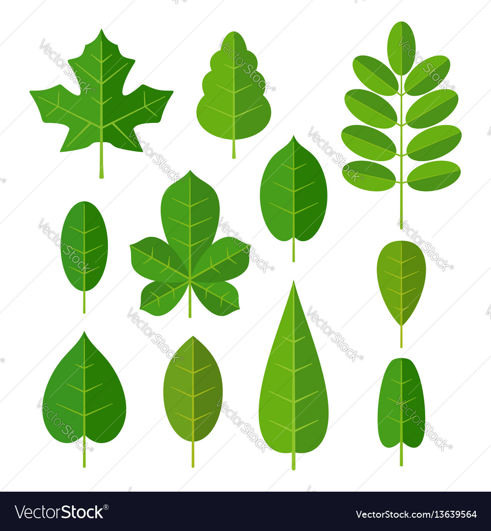 Set leaf flat color isolated Royalty Free Vector Image