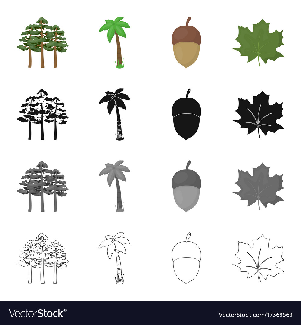 A group of trees in the forest palm tree