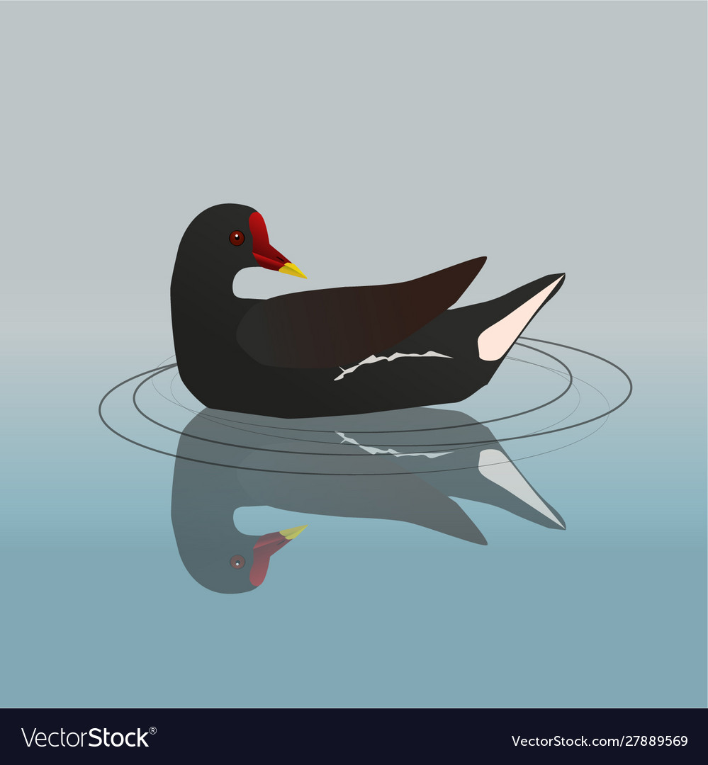 Common moorhen