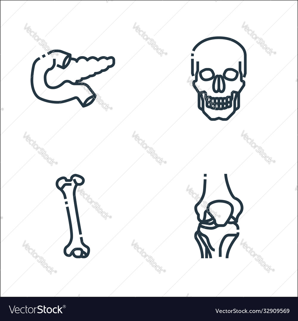 Human organs line icons linear set quality Vector Image Human organs line icons linear set quality