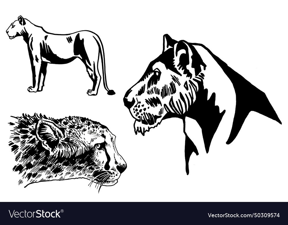 Graphical set of wild cats leopard lion Royalty Free Vector