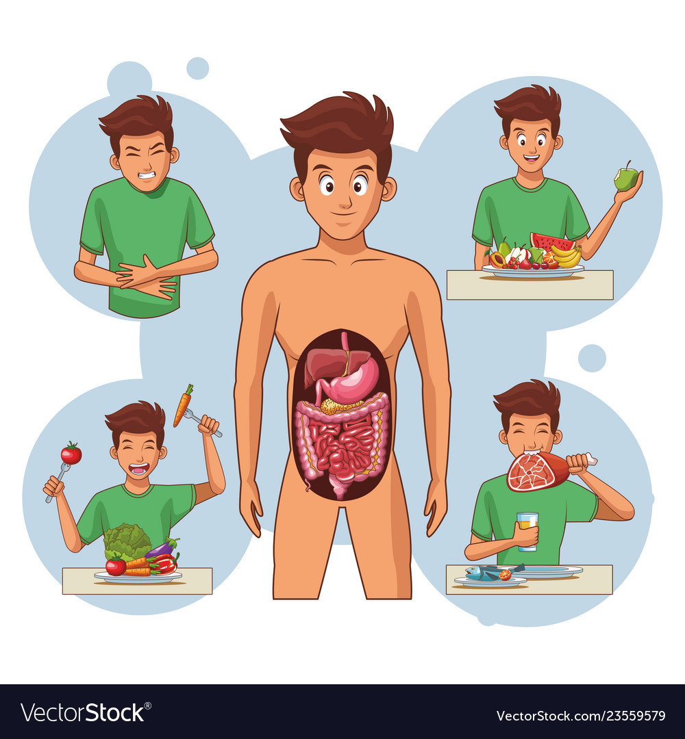 Young human body anatomy Royalty Free Vector Image