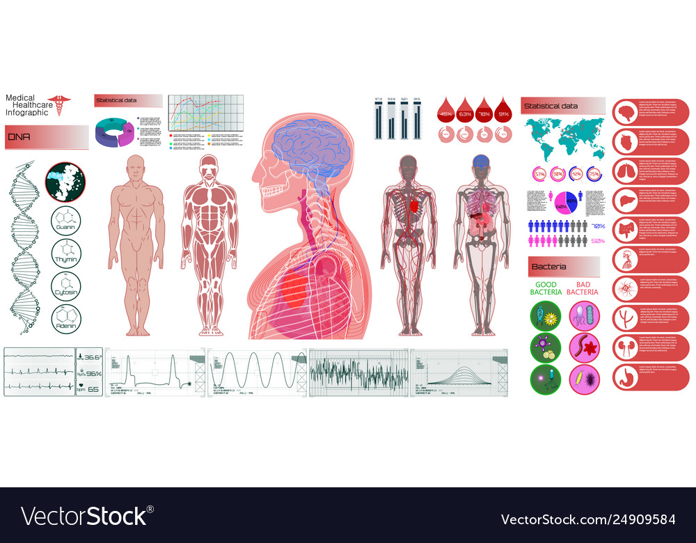 Human Anatomy Chart Internal Organs