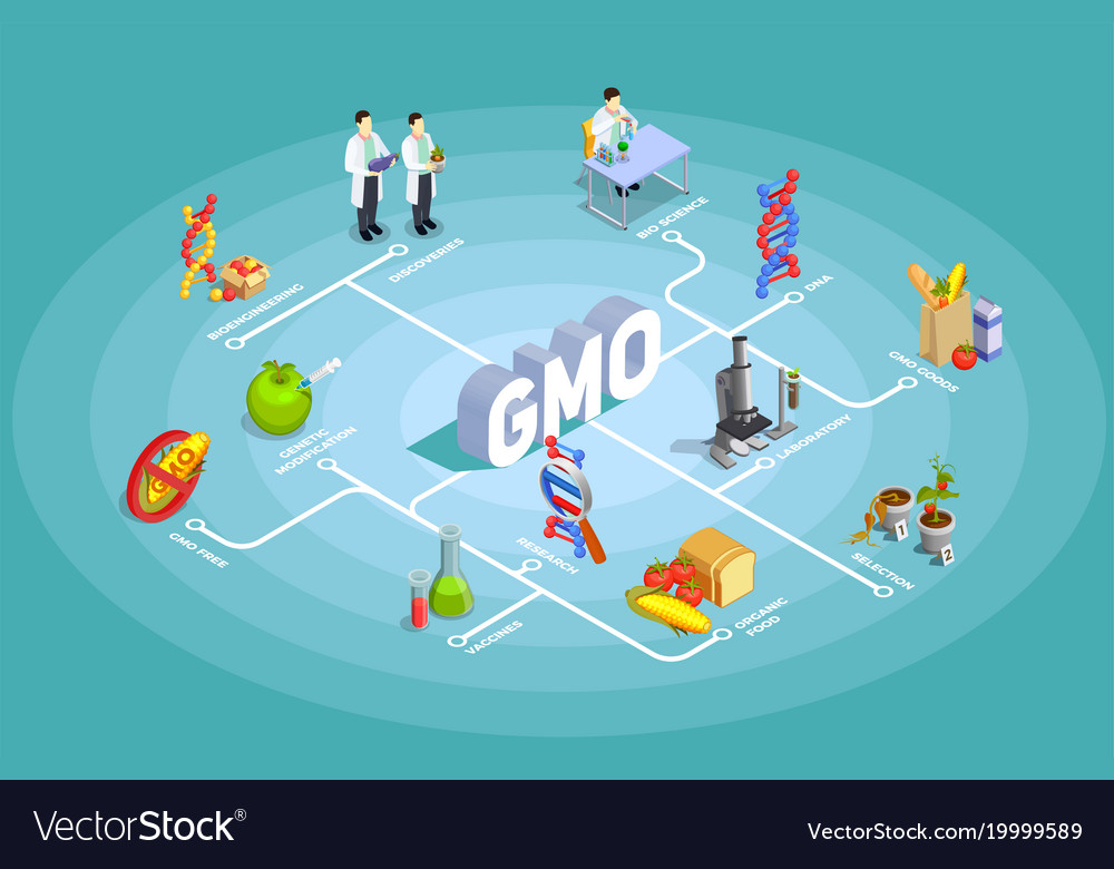 genetically-modified-organisms-isometric-flowchart