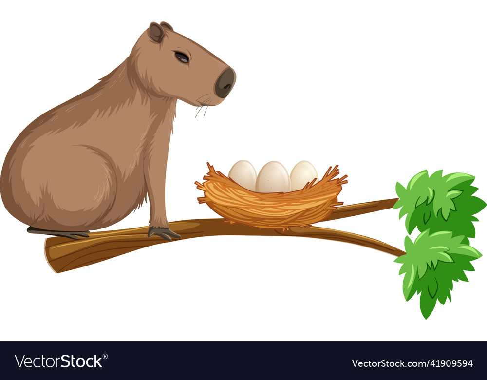Capybara on branch with egg nest