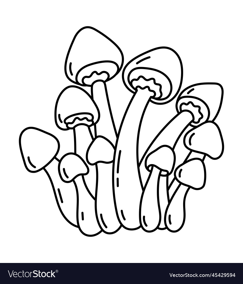 Honey fungus edible mushrooms armillaria Vector Image