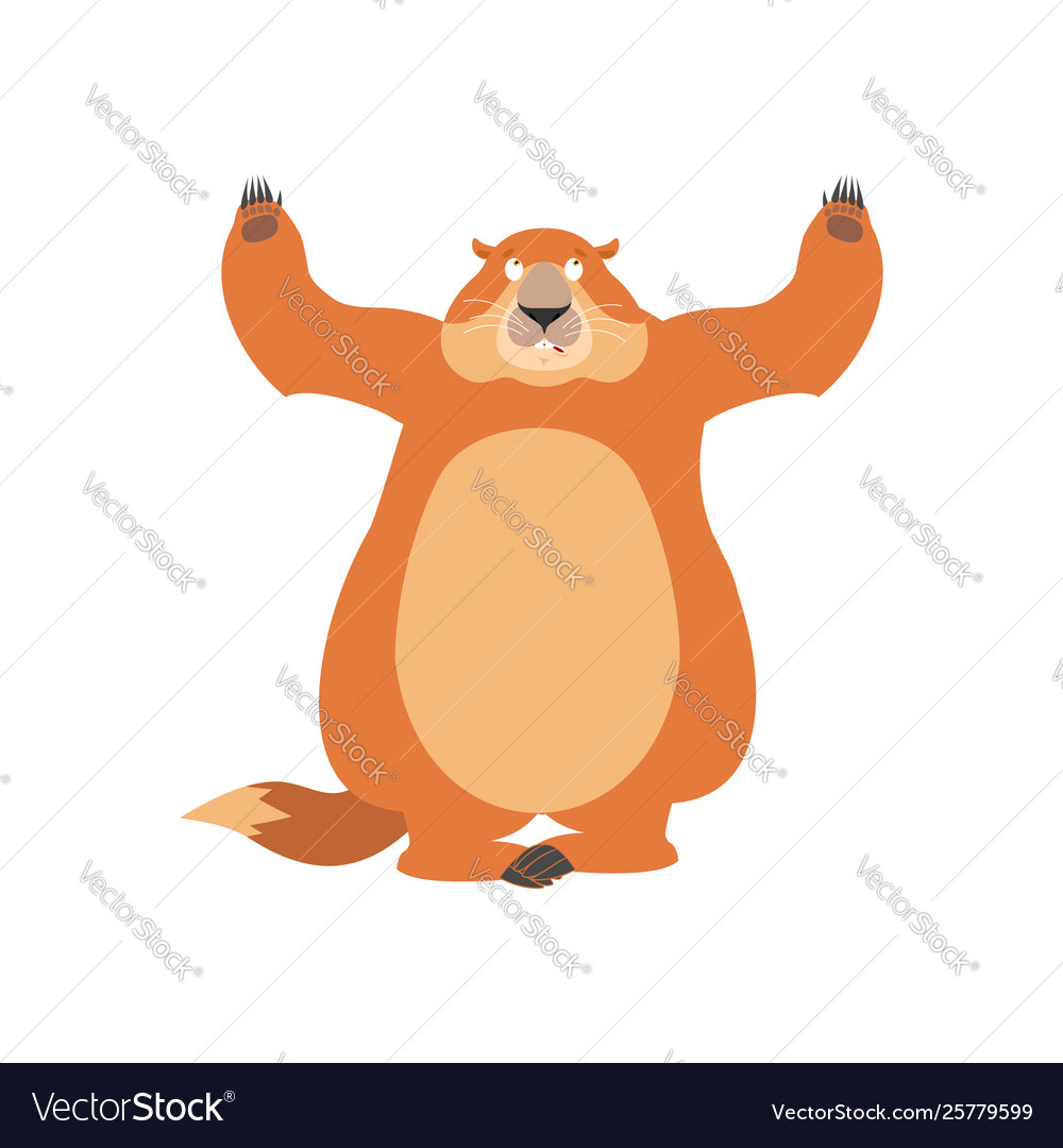 Groundhog confused oops woodchuck perplexed Vector Image Groundhog confused oops woodchuck perplexed