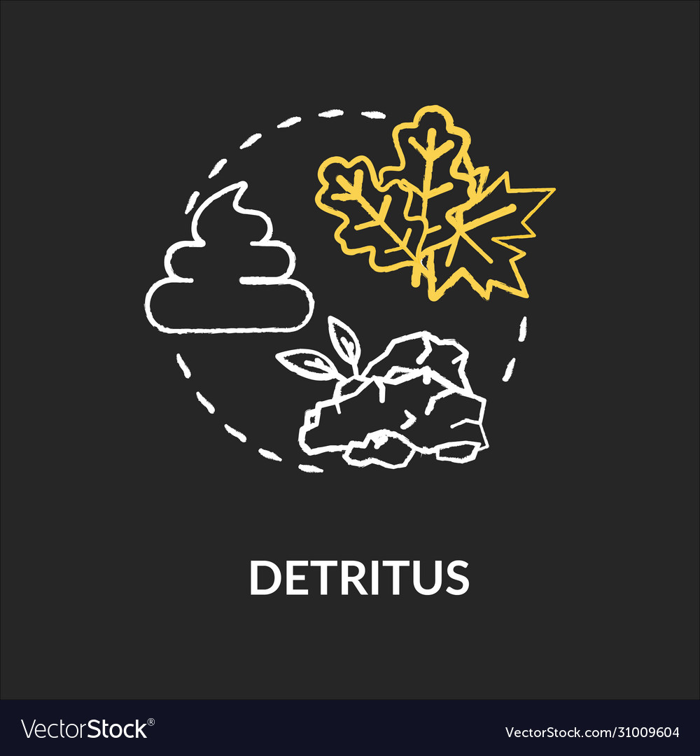 detritus-chalk-rgb-color-concept-icon-food-chain-vector-image