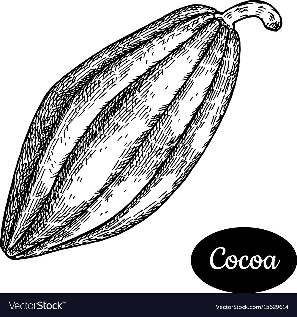 Cocoa Bean Sketch