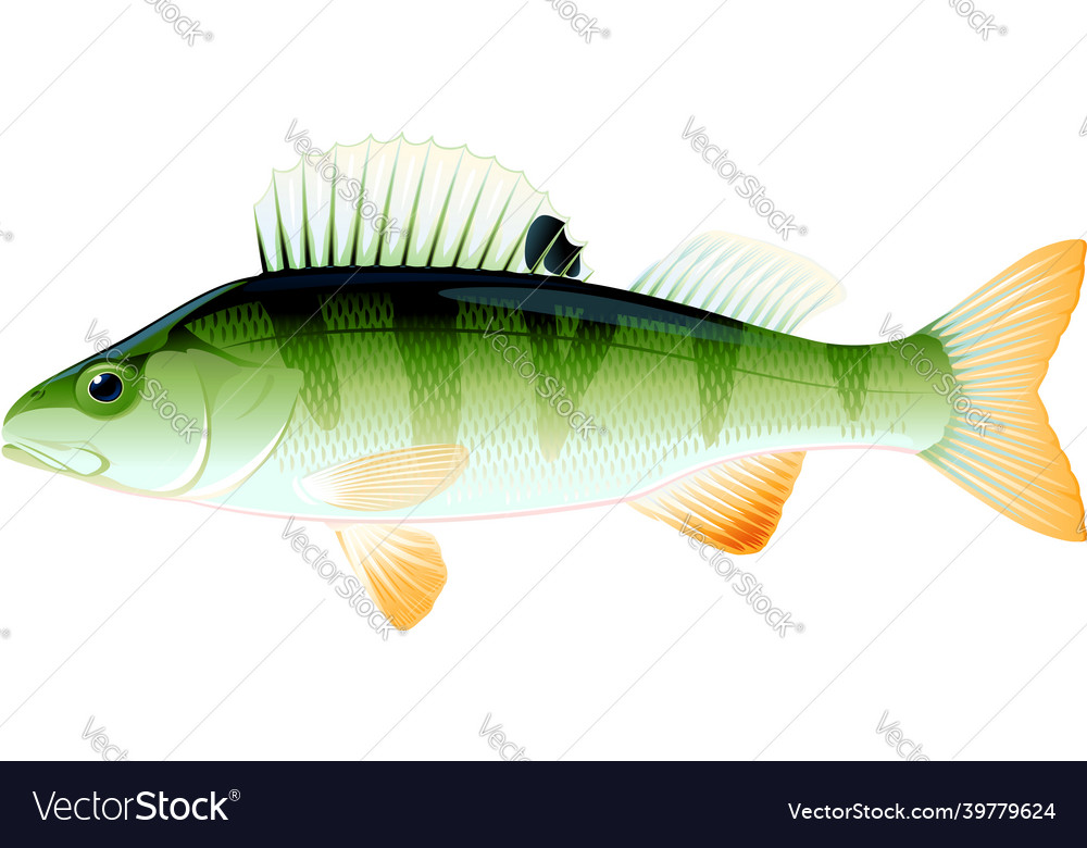 Small perch fish Royalty Free Vector Image - VectorStock