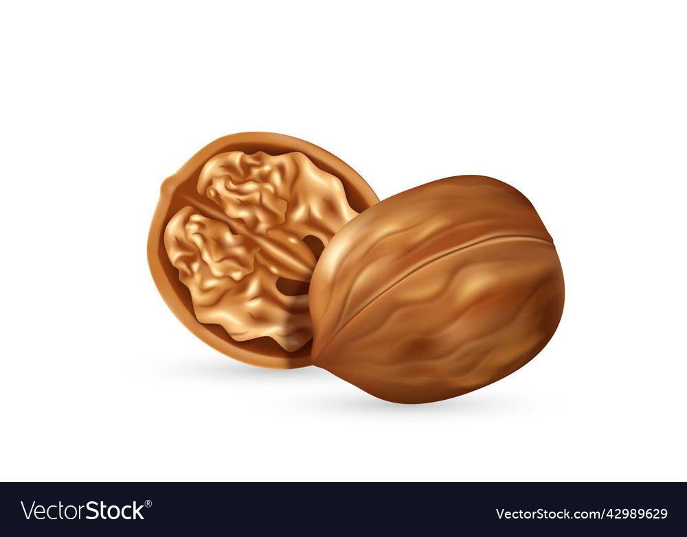 Walnut kernel in open shell realistic icon tasty vector image Walnut kernel in open shell realistic icon tasty