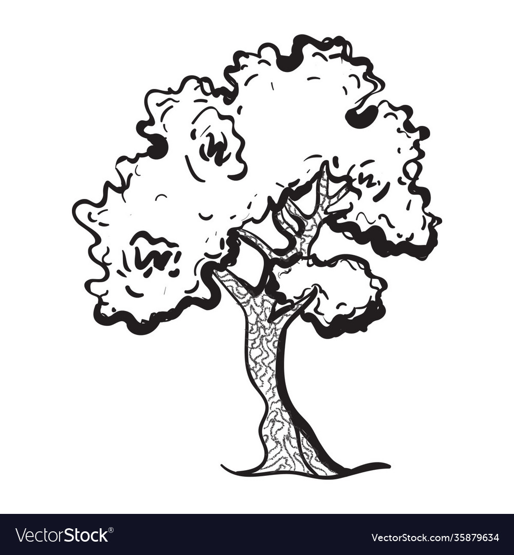 Cedar tree Royalty Free Vector Image - VectorStock