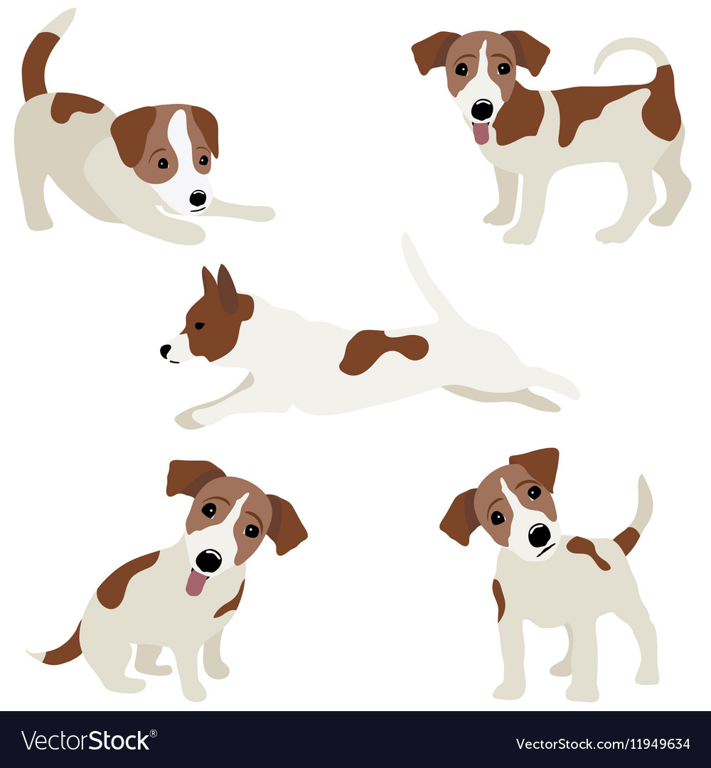 Jack russell terrier of a dog