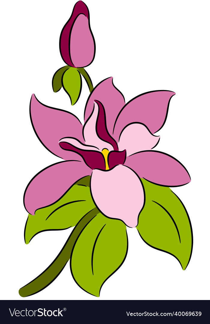 Magnolia flower