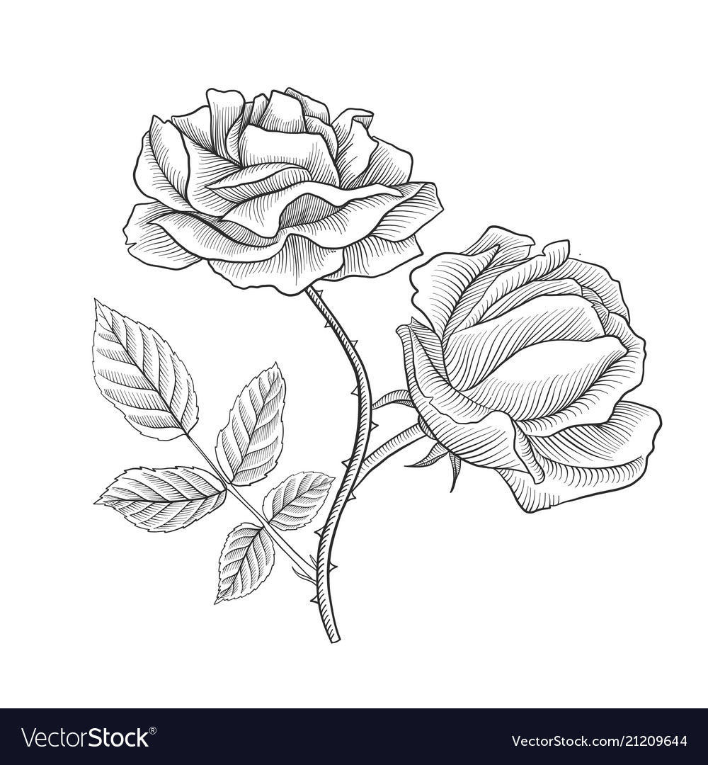 Vintage drawing flower of rose Royalty Free Vector Image