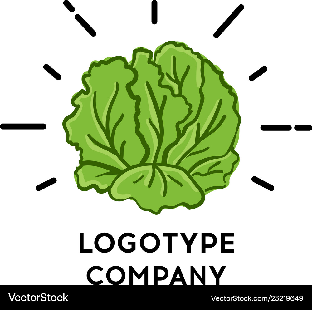 Lettuce vegetable a fresh Royalty Free Vector Image