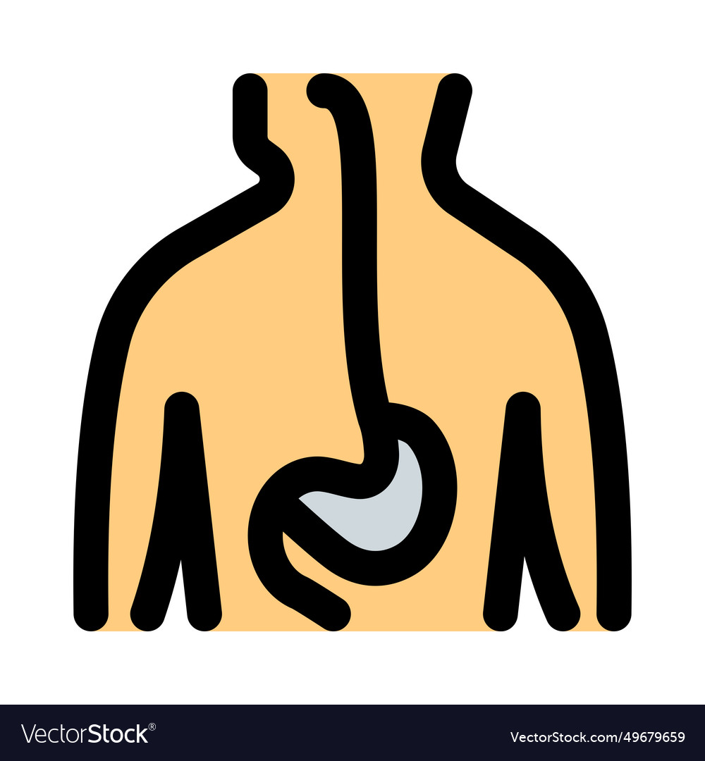 Gi tract is a series of hollow organs joined Vector Image